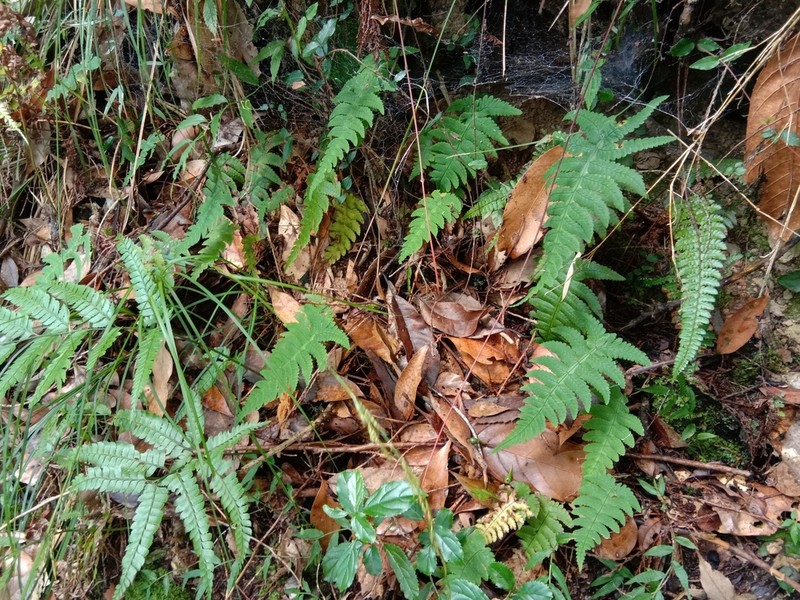 Gymnocarpium oyamense photo 4