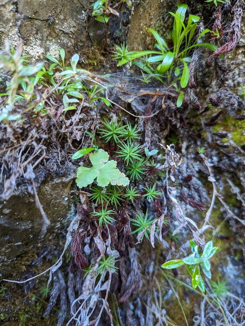 Gymnocarpium oyamense photo 5