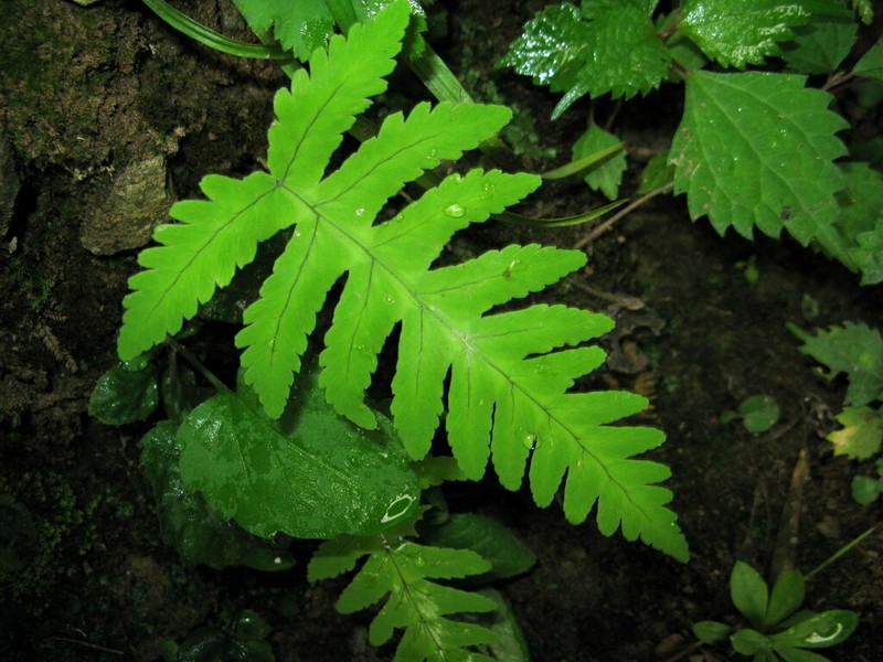 Gymnocarpium oyamense photo 6