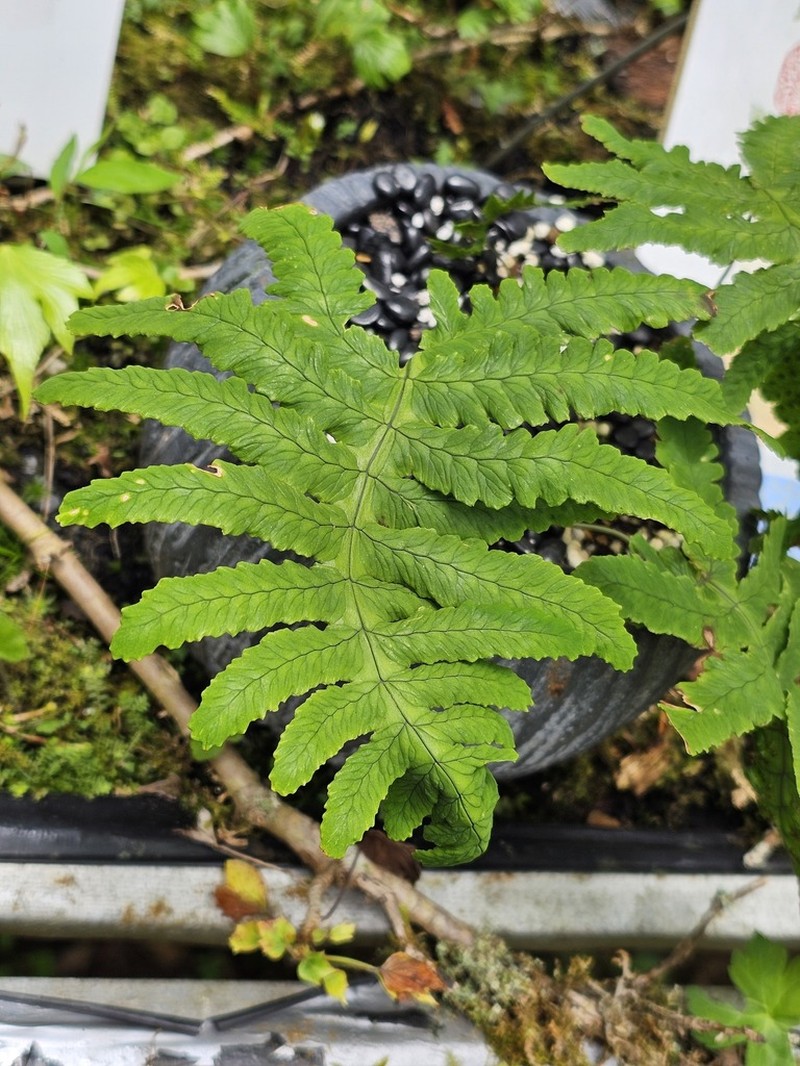 Gymnocarpium oyamense photo 7