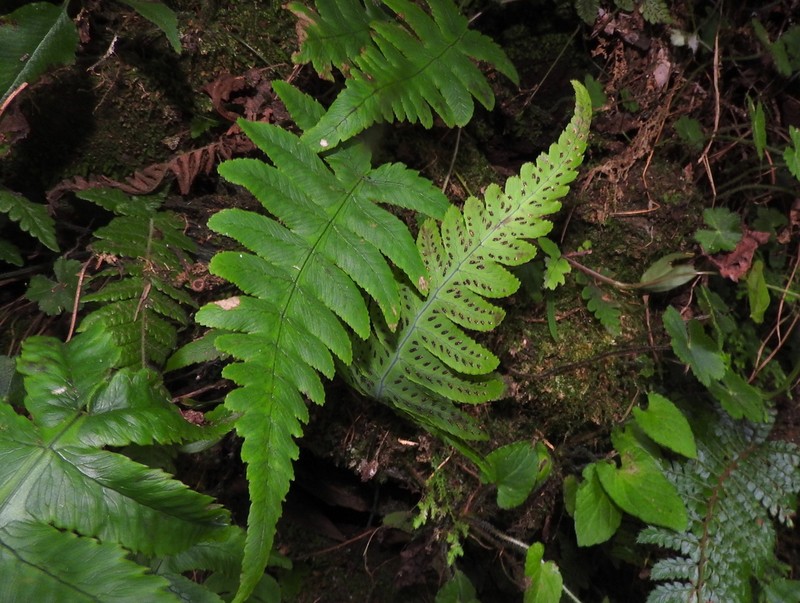 Gymnocarpium oyamense photo 8