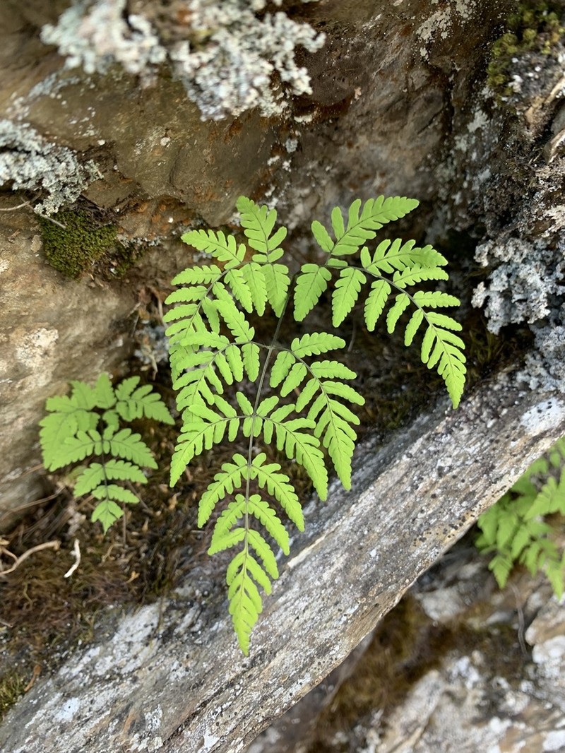Gymnocarpium remotipinnatum