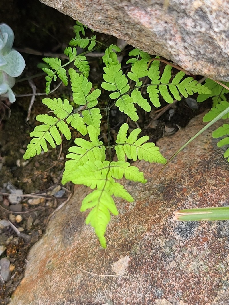 Gymnocarpium remotipinnatum photo 2