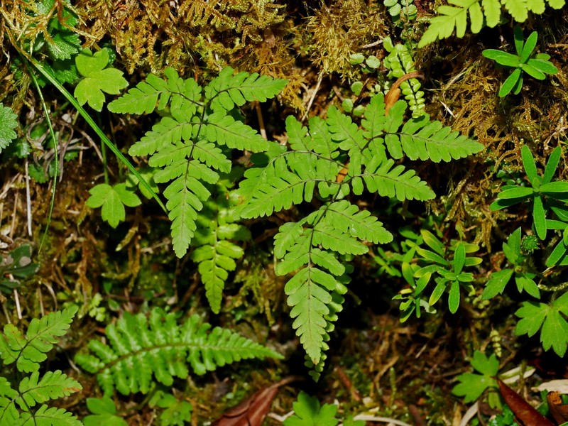 Gymnocarpium remotipinnatum photo 3