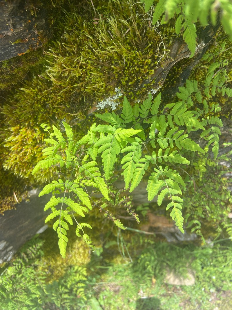 Gymnocarpium remotipinnatum photo 4