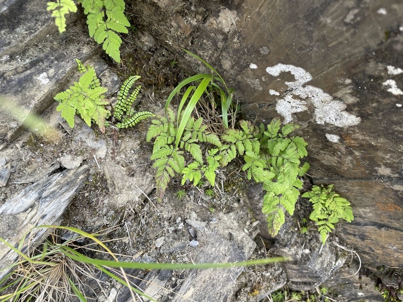 Gymnocarpium remotipinnatum photo 5