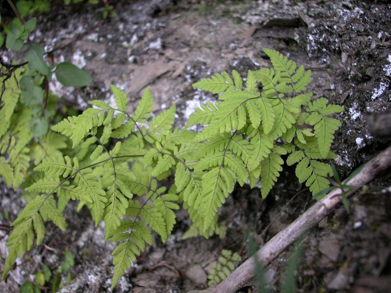 Gymnocarpium remotipinnatum photo 6