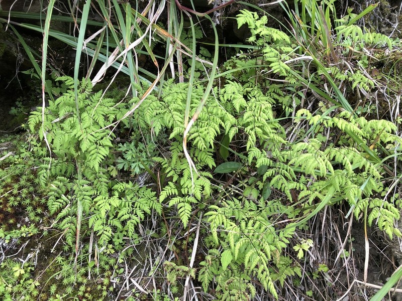 Gymnocarpium remotipinnatum photo 7