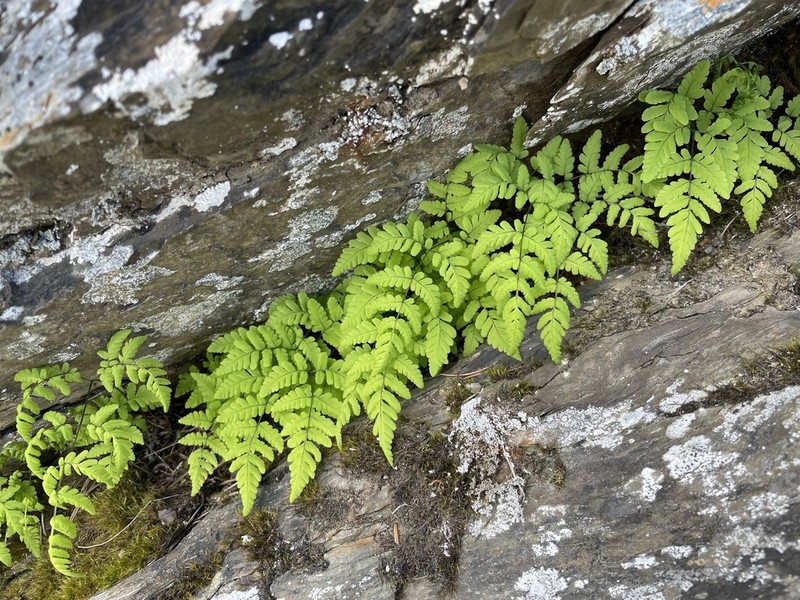 Gymnocarpium remotipinnatum photo 8