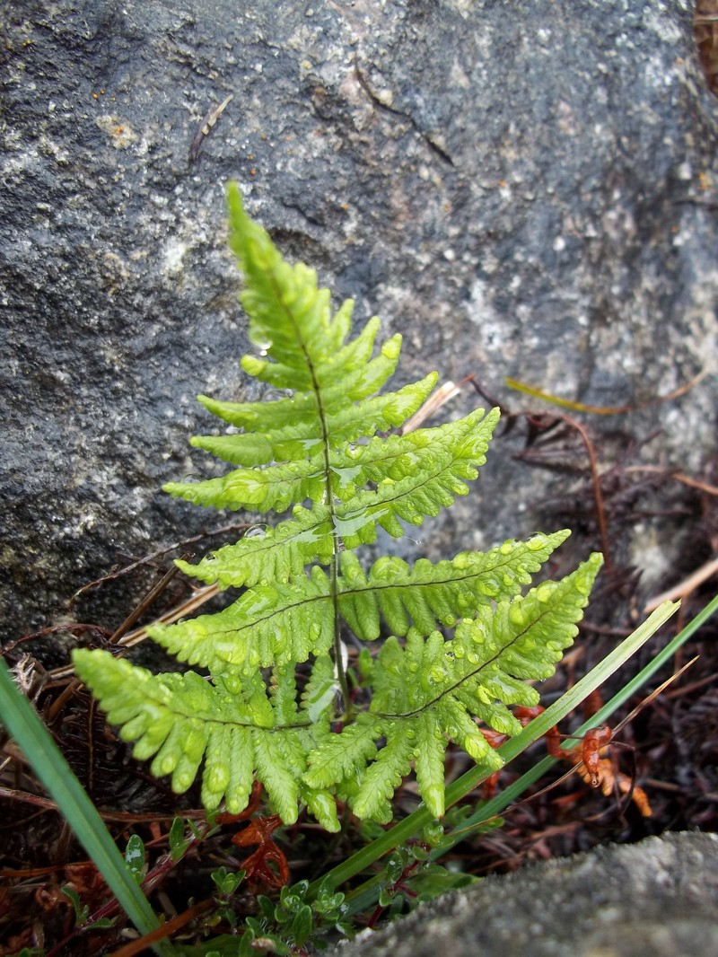Scented Oakfern