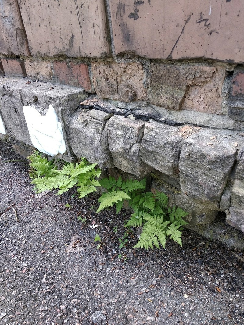 Scented Oakfern
