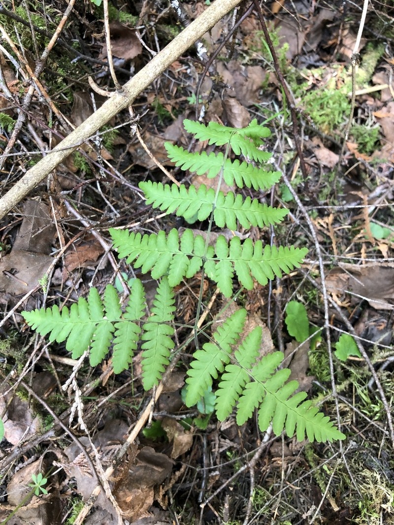 Scented Oakfern photo 2