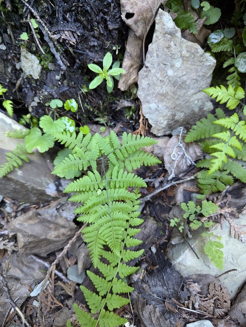Scented Oakfern photo 3