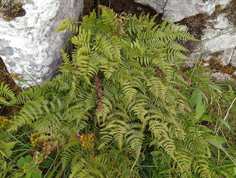 Scented Oakfern photo 4