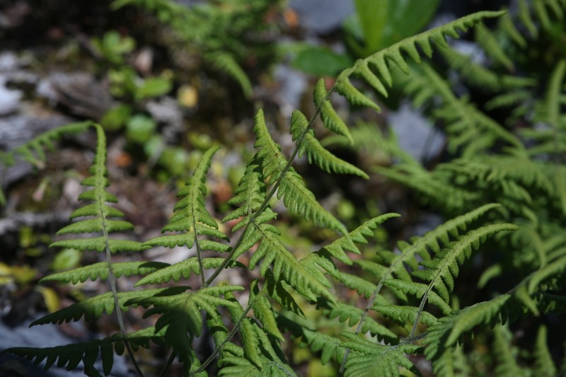 Scented Oakfern photo 5