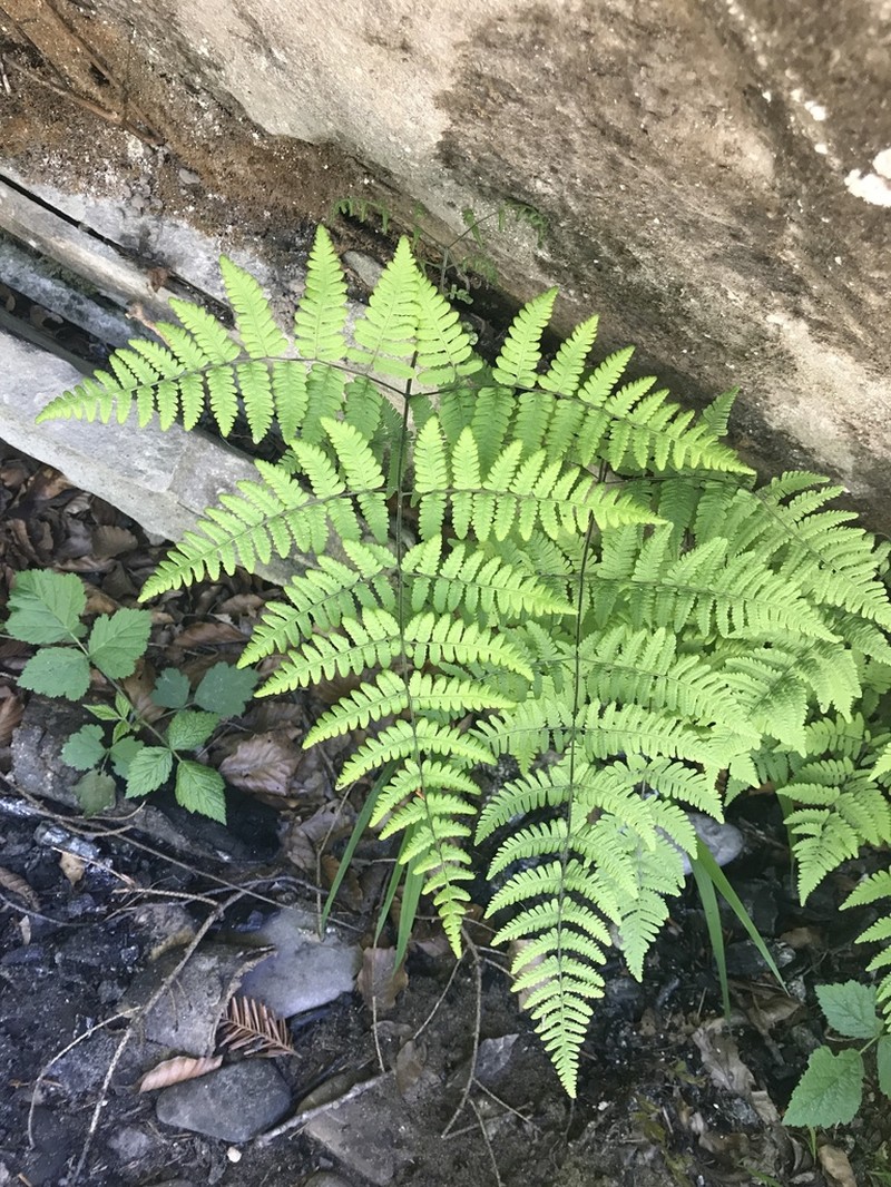 Scented Oakfern photo 6