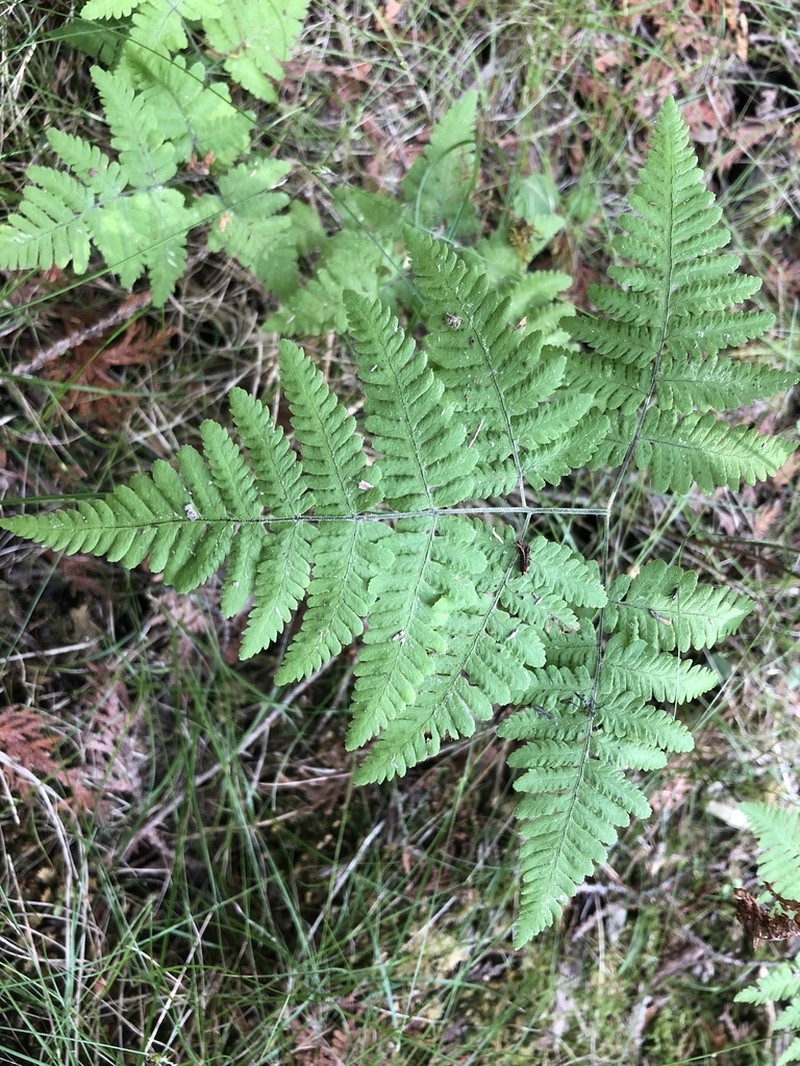 Scented Oakfern photo 7