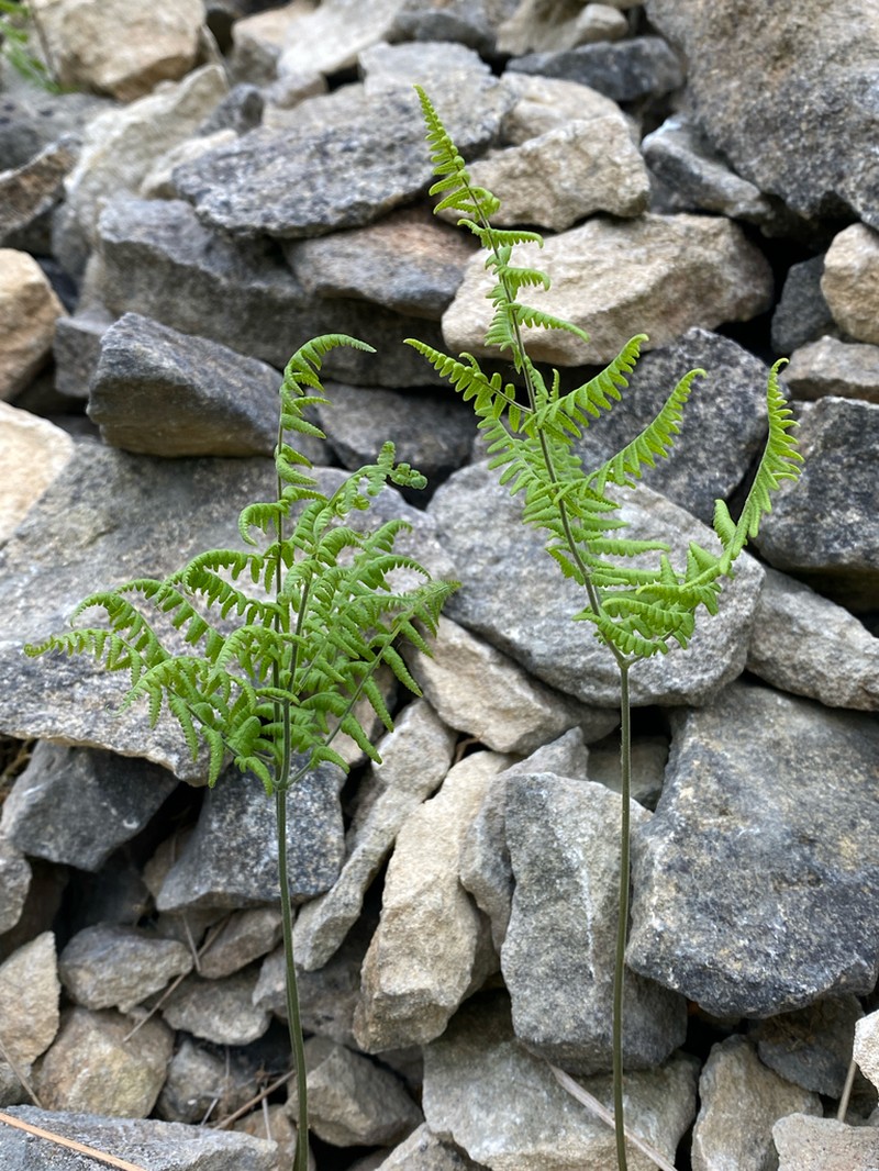 Scented Oakfern photo 8