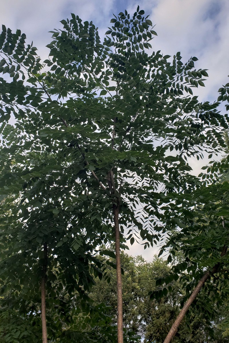 Kentucky Coffeetree photo 4