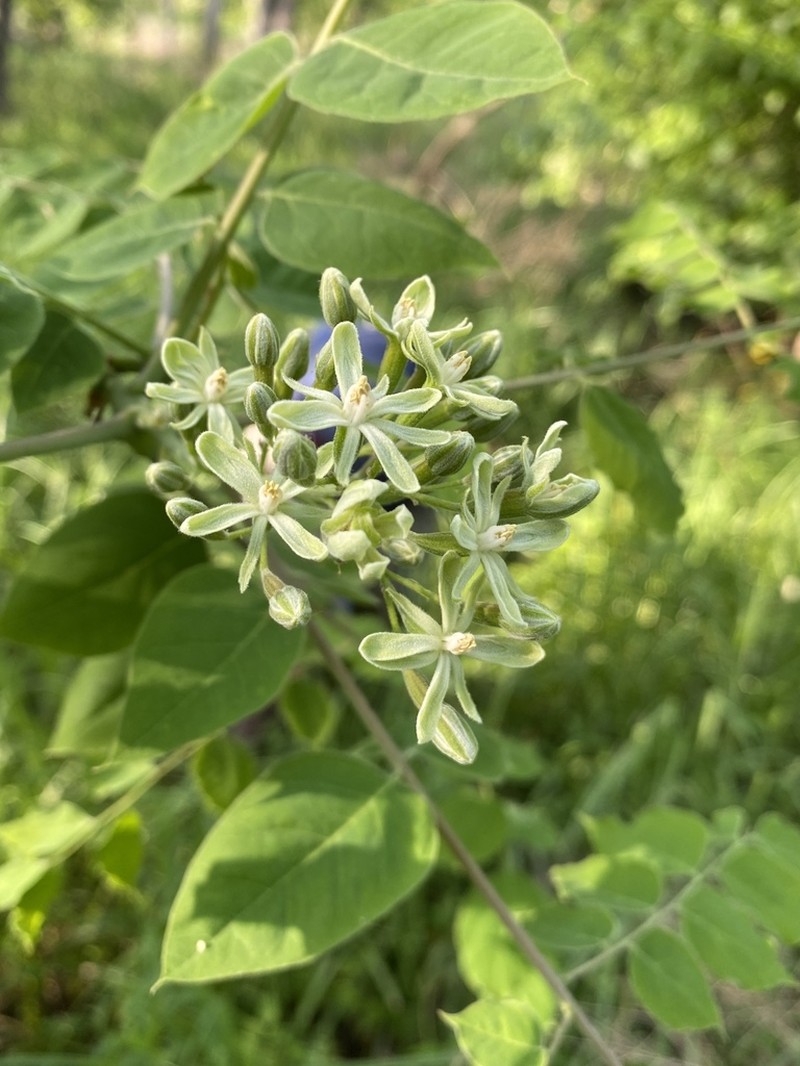 Kentucky Coffeetree photo 5