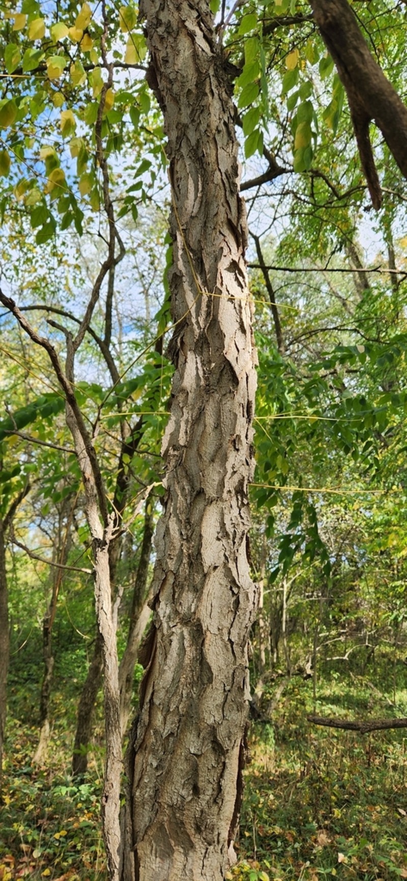Kentucky Coffeetree photo 7