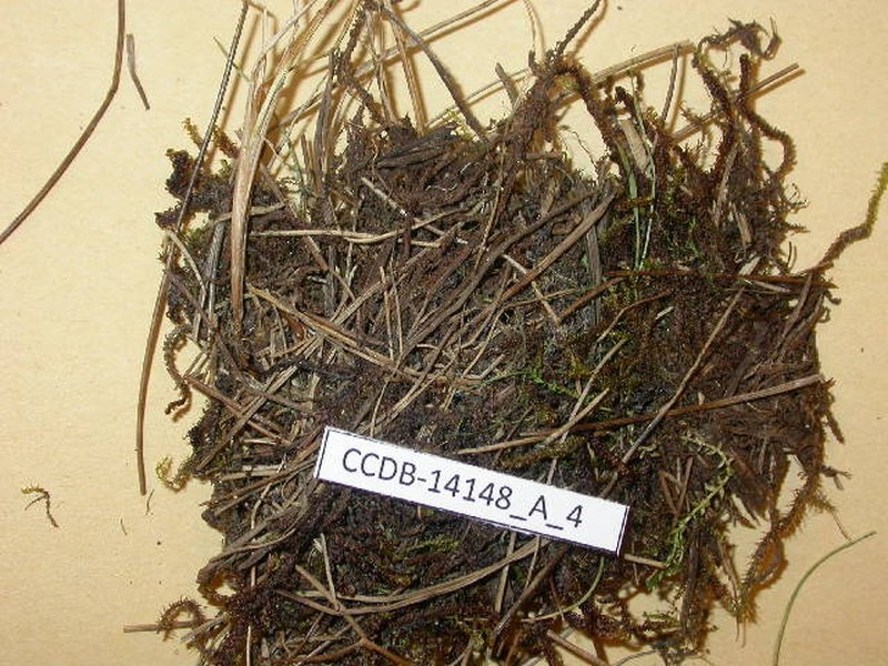 Gymnocolea borealis