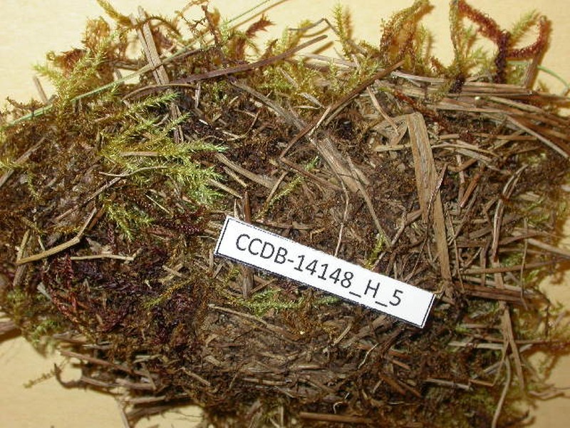 Gymnocolea borealis photo 2