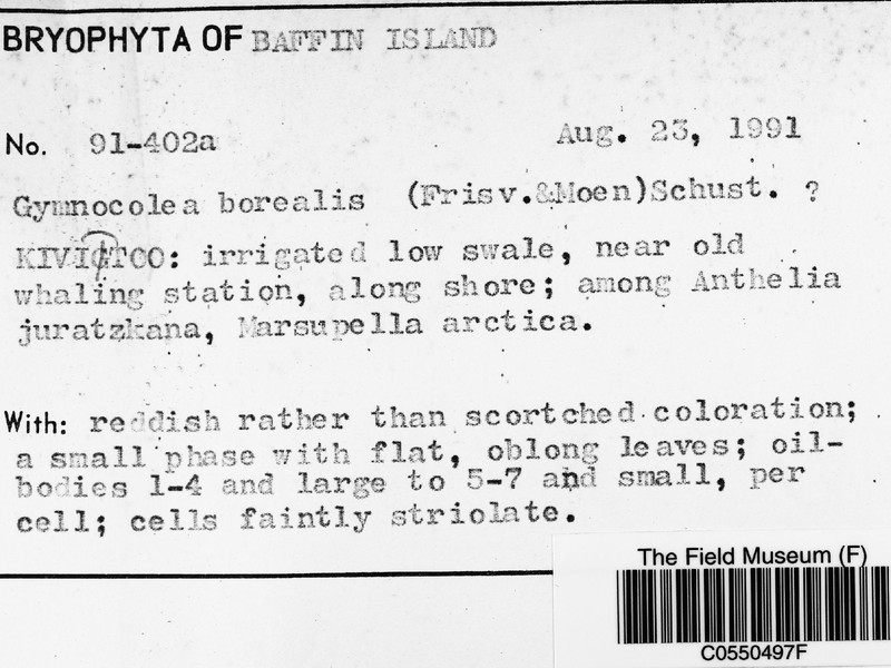 Gymnocolea borealis photo 4