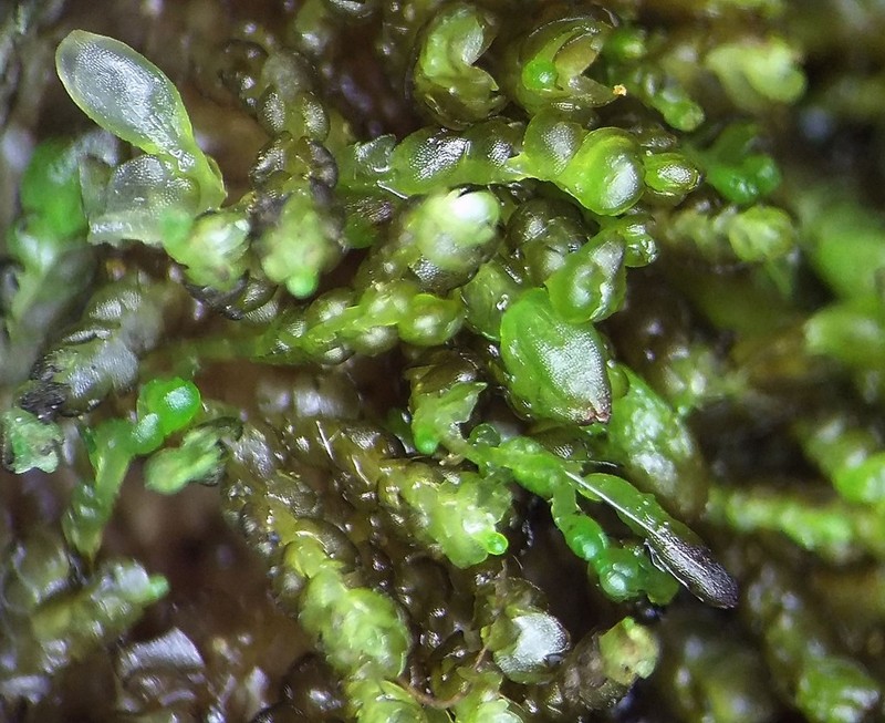 Gymnocolea inflata
