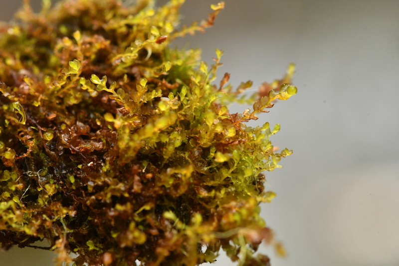 Gymnocolea inflata photo 2