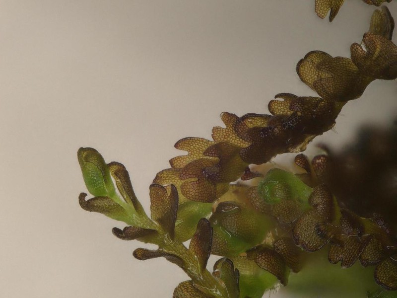 Gymnocolea inflata photo 3