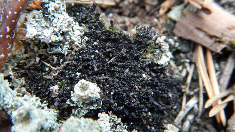 Gymnocolea inflata photo 4