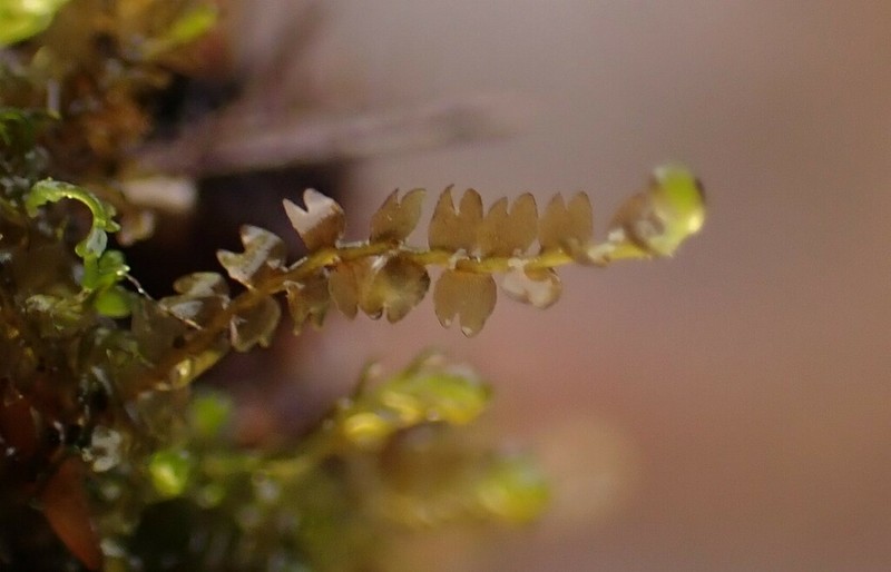 Gymnocolea inflata photo 5