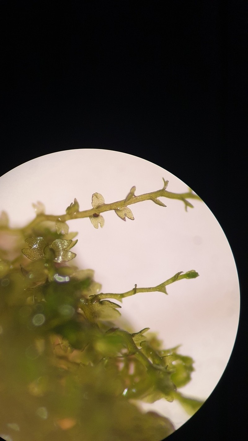 Gymnocolea inflata photo 6
