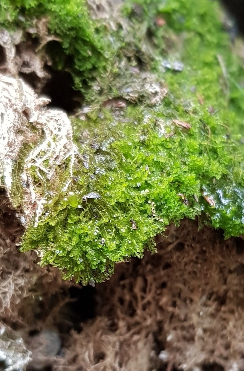Gymnocolea inflata photo 7