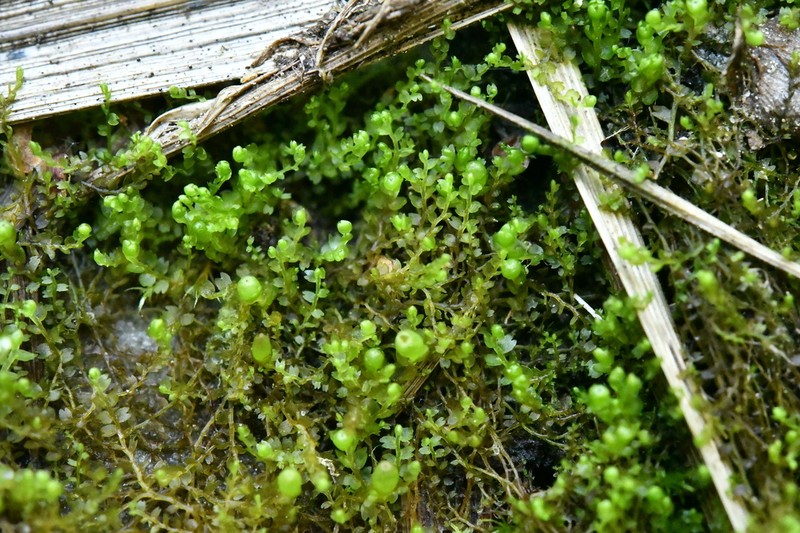 Gymnocolea inflata photo 8