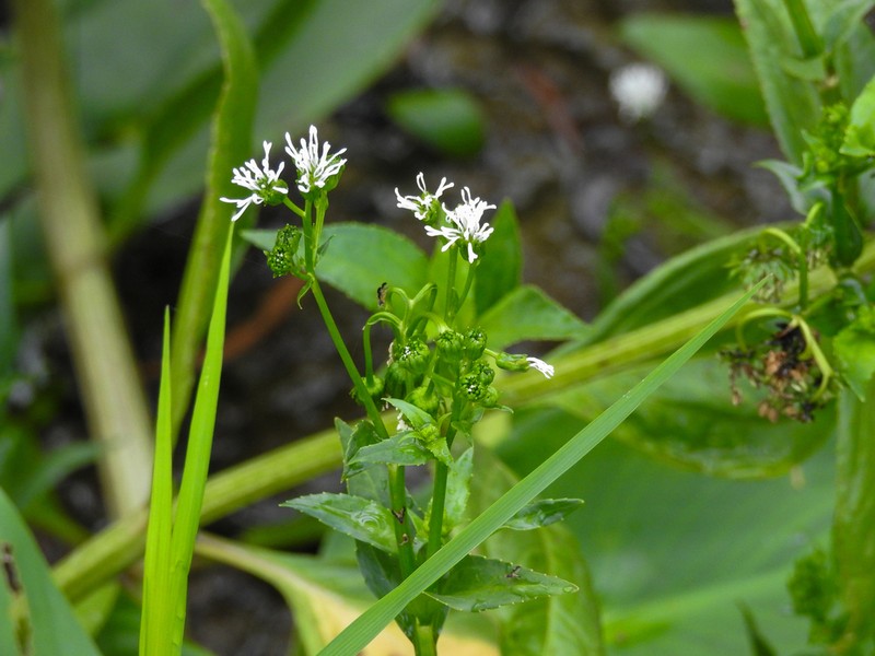 Gymnocoronis latifolia