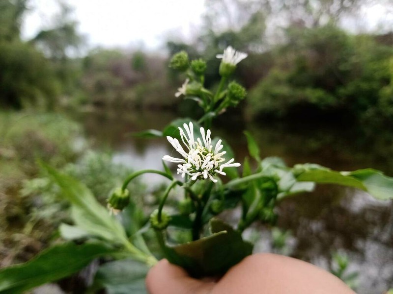 Gymnocoronis latifolia photo 2