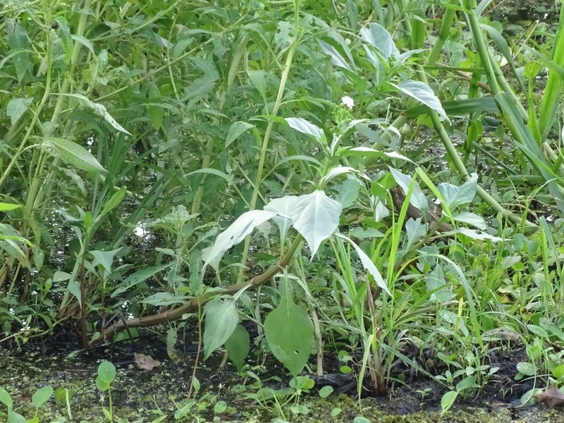 Gymnocoronis latifolia photo 3