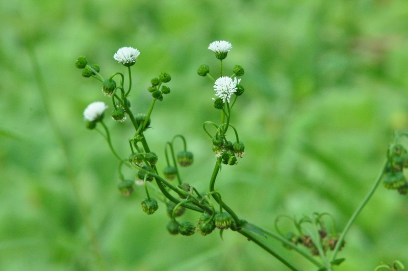 Gymnocoronis latifolia photo 4