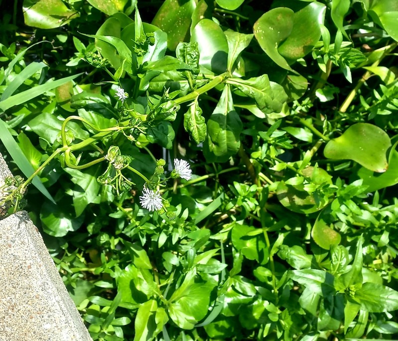 Gymnocoronis latifolia photo 5