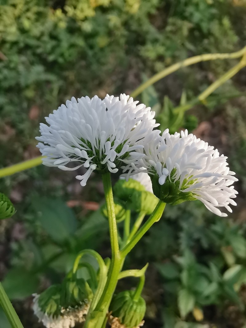 Gymnocoronis latifolia photo 6
