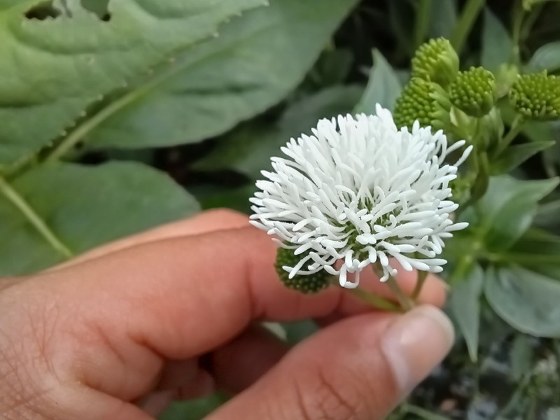Gymnocoronis latifolia photo 7