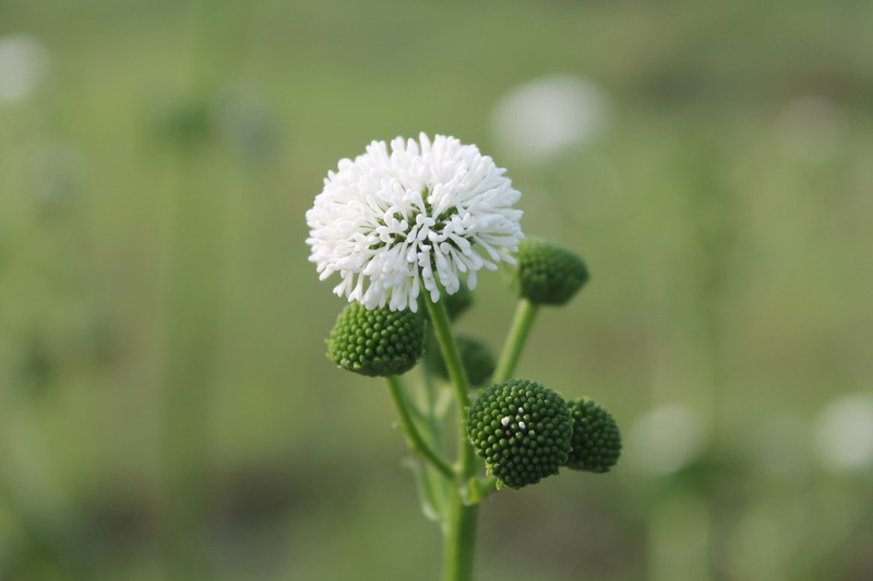 Gymnocoronis latifolia photo 8
