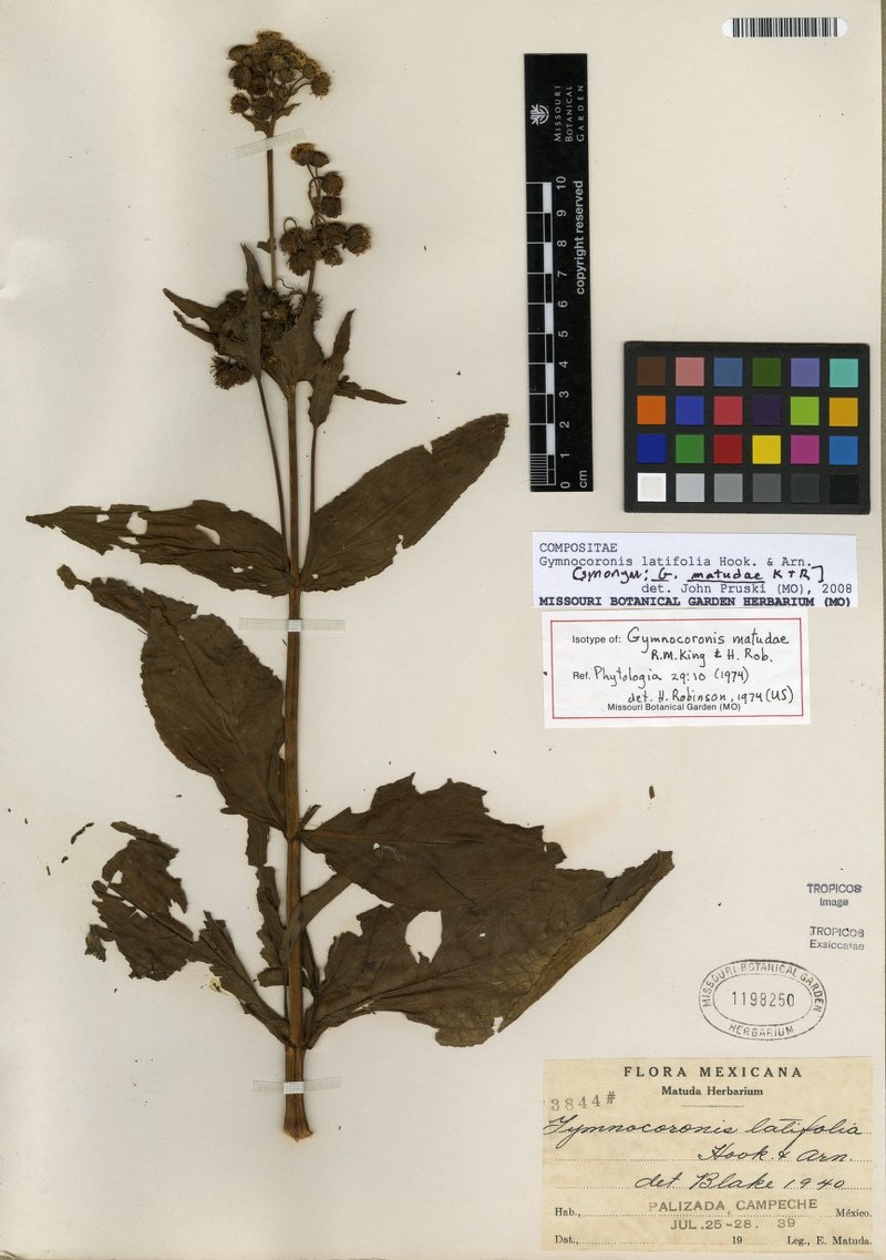 Gymnocoronis matudae