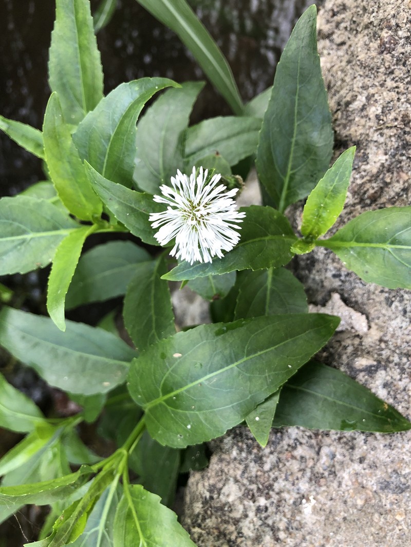 Gymnocoronis spilanthoides