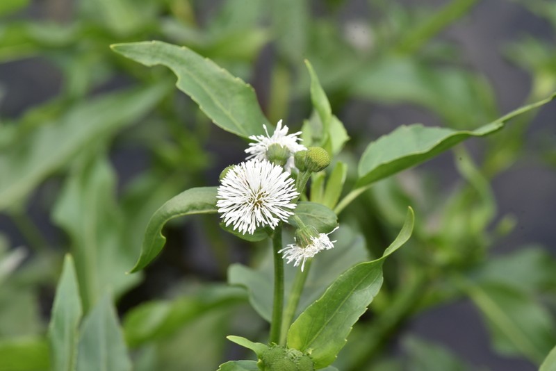 Gymnocoronis spilanthoides photo 2