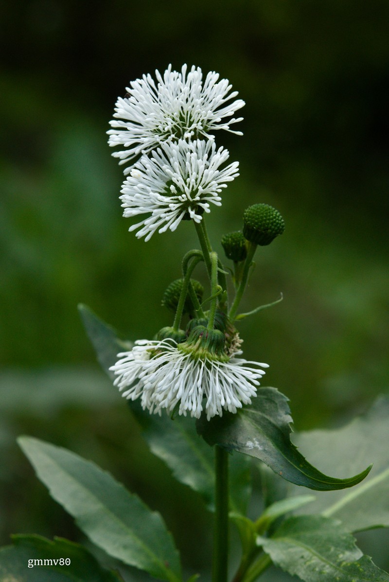 Gymnocoronis spilanthoides photo 3