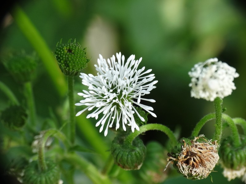 Gymnocoronis spilanthoides photo 4