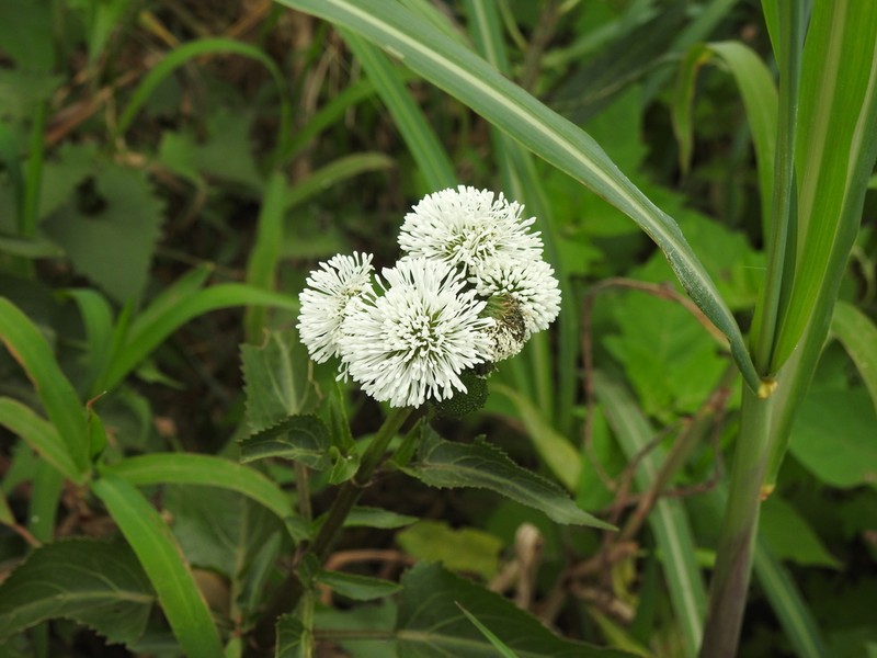 Gymnocoronis spilanthoides photo 5